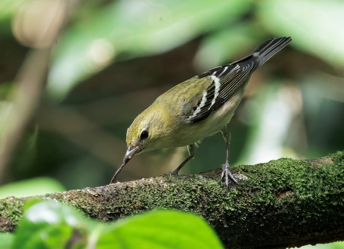Reinita Castaña - ML646614110