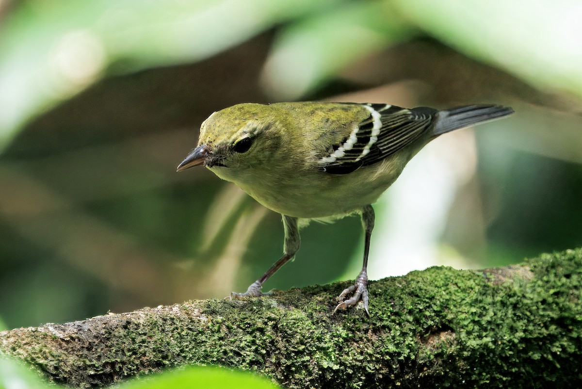 Reinita Castaña - ML646614111