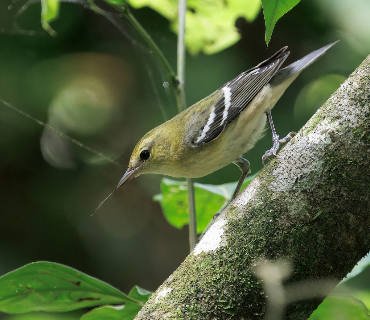 Reinita Castaña - ML646614112