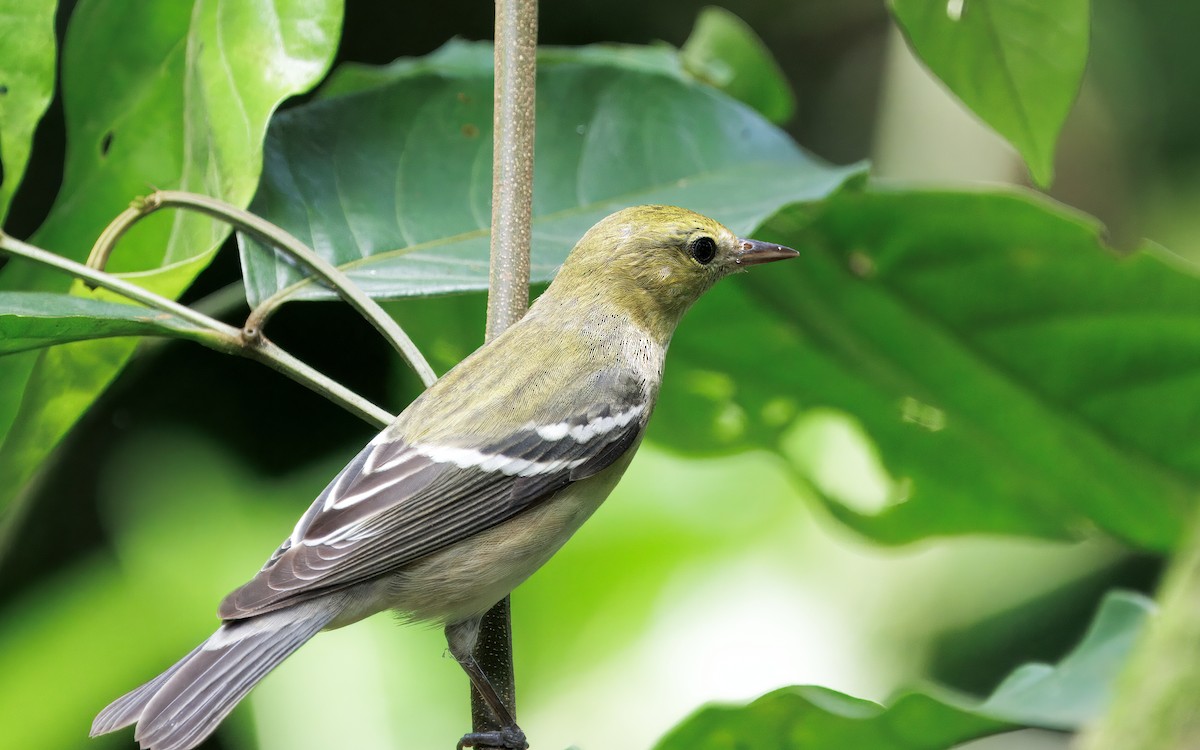Reinita Castaña - ML646614113