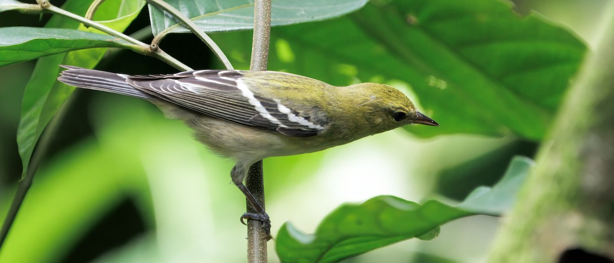 Reinita Castaña - ML646614114