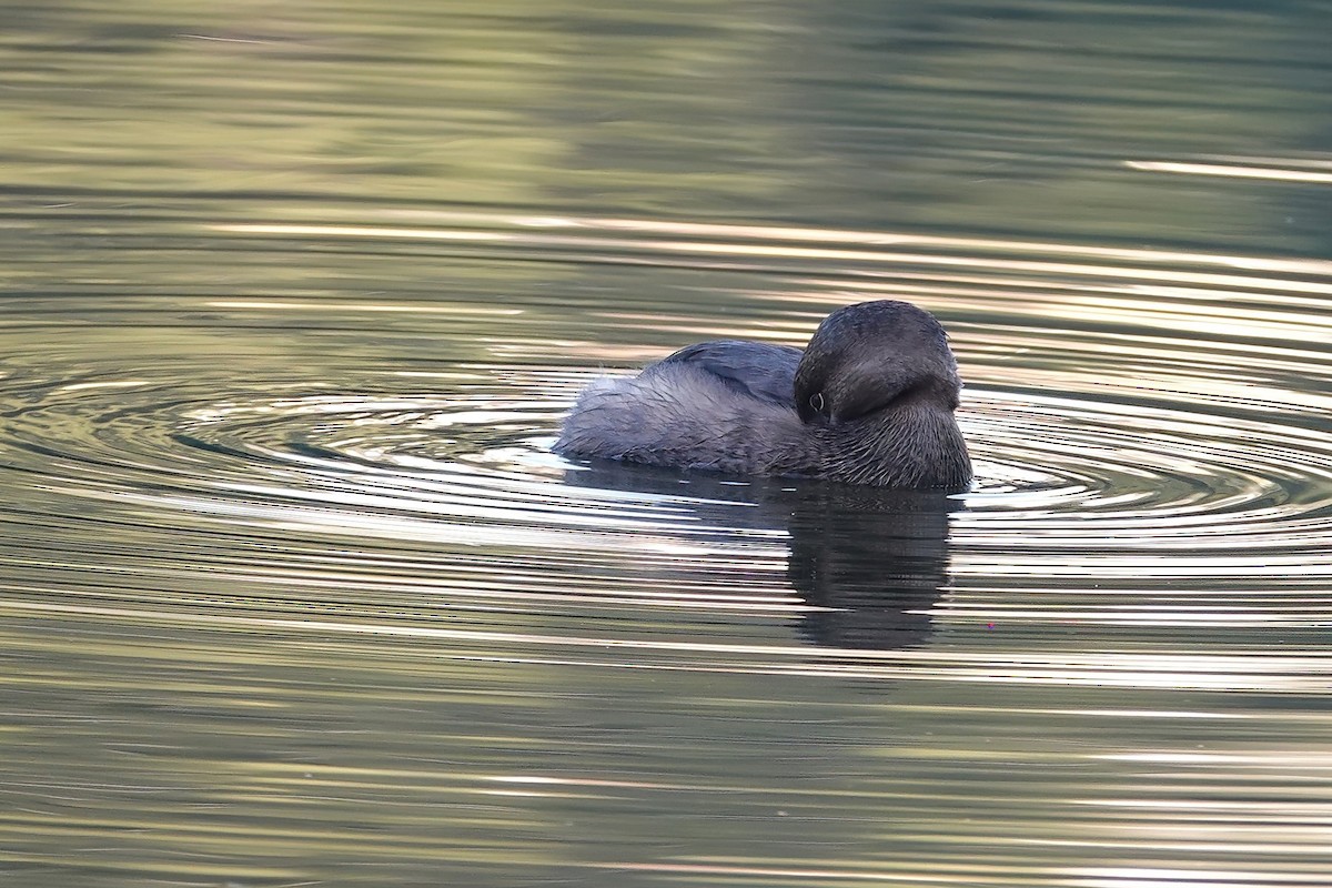 Pied-billed Grebe - ML646614116