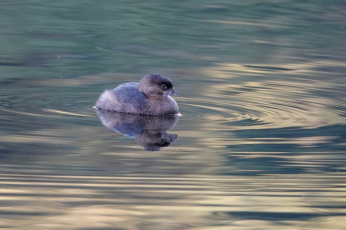 Pied-billed Grebe - ML646614117