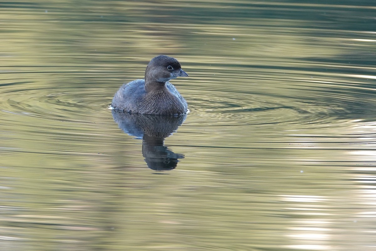 Pied-billed Grebe - ML646614118