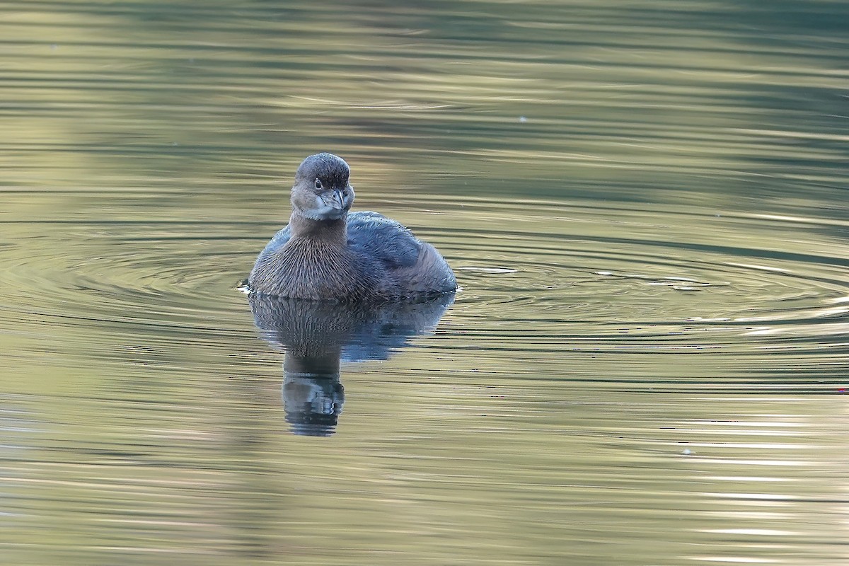 Pied-billed Grebe - ML646614119