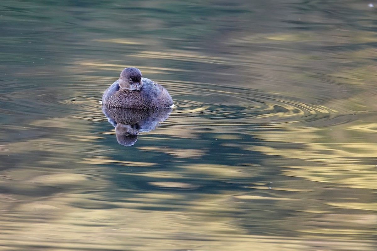 Pied-billed Grebe - ML646614120