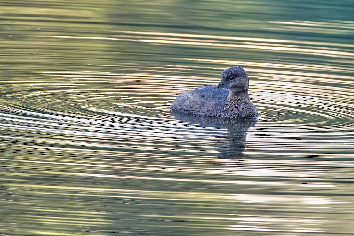 Pied-billed Grebe - ML646614121
