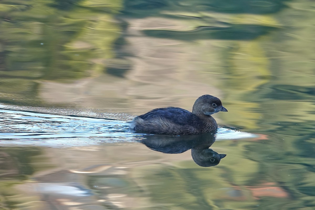 Pied-billed Grebe - ML646614123