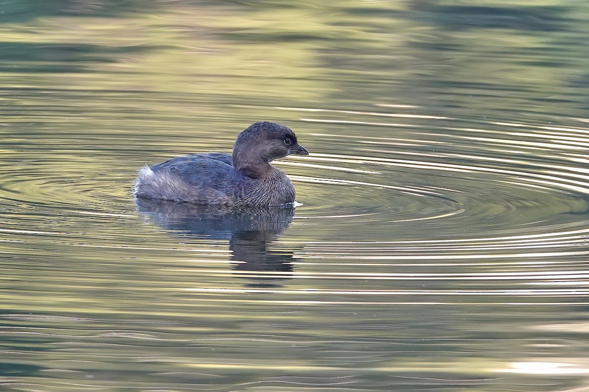 Pied-billed Grebe - ML646614124