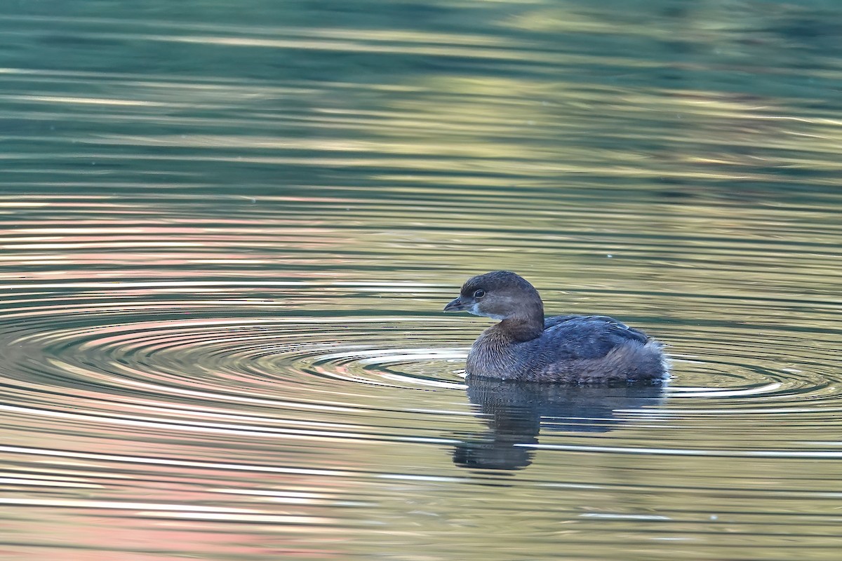 Pied-billed Grebe - ML646614125