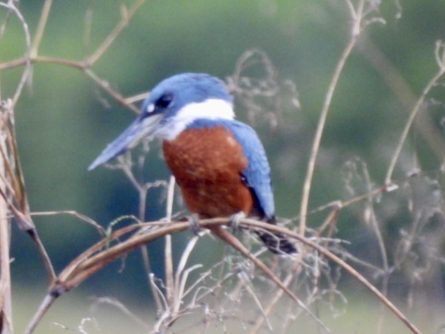 Ringed Kingfisher - ML646614131