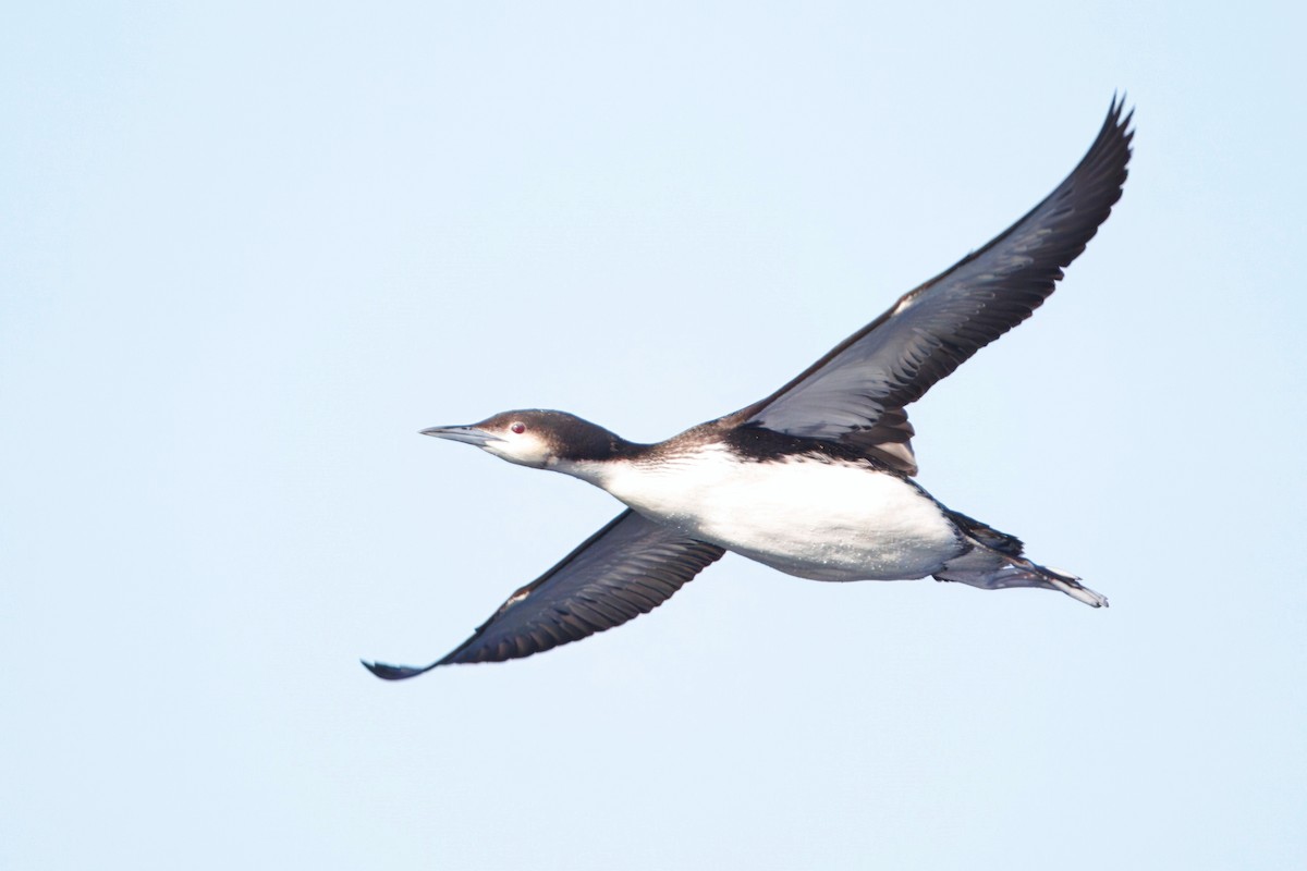 Pacific Loon - ML646614132