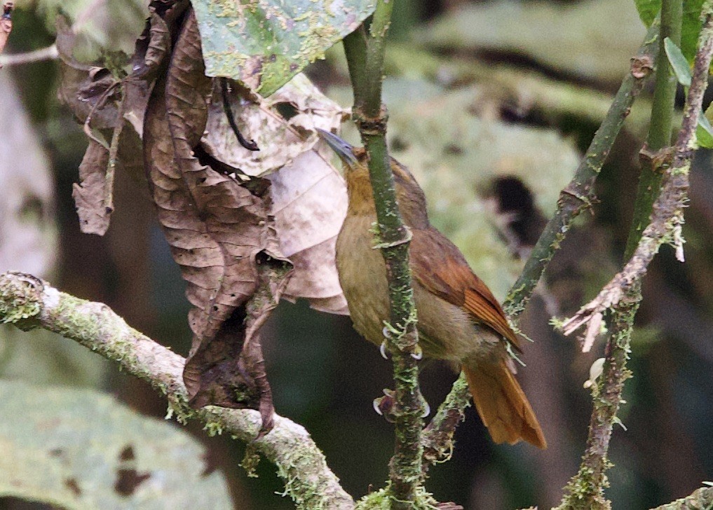 Рыжий филидор - ML646614133