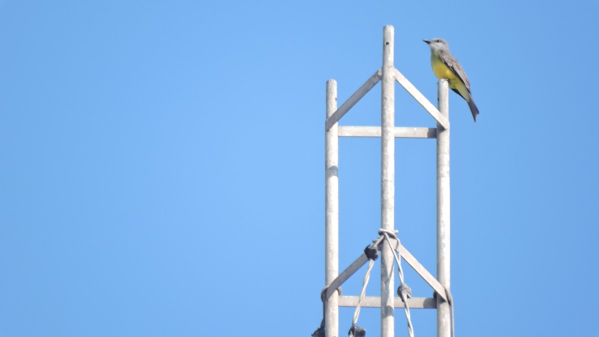 Tropical Kingbird - ML646614134