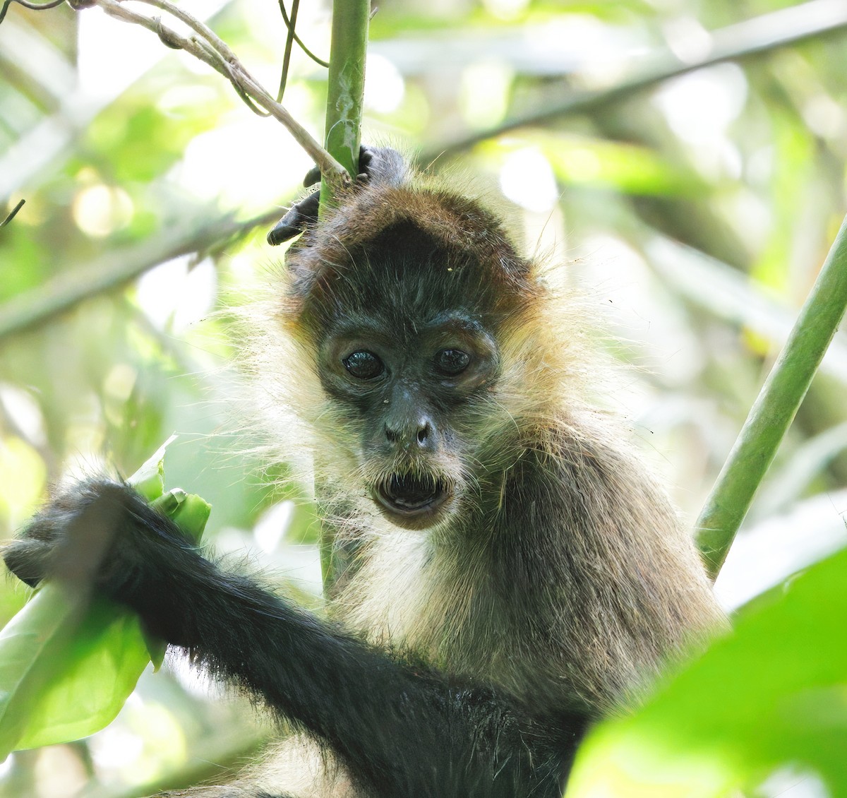Central American Spider Monkey - ML646614135