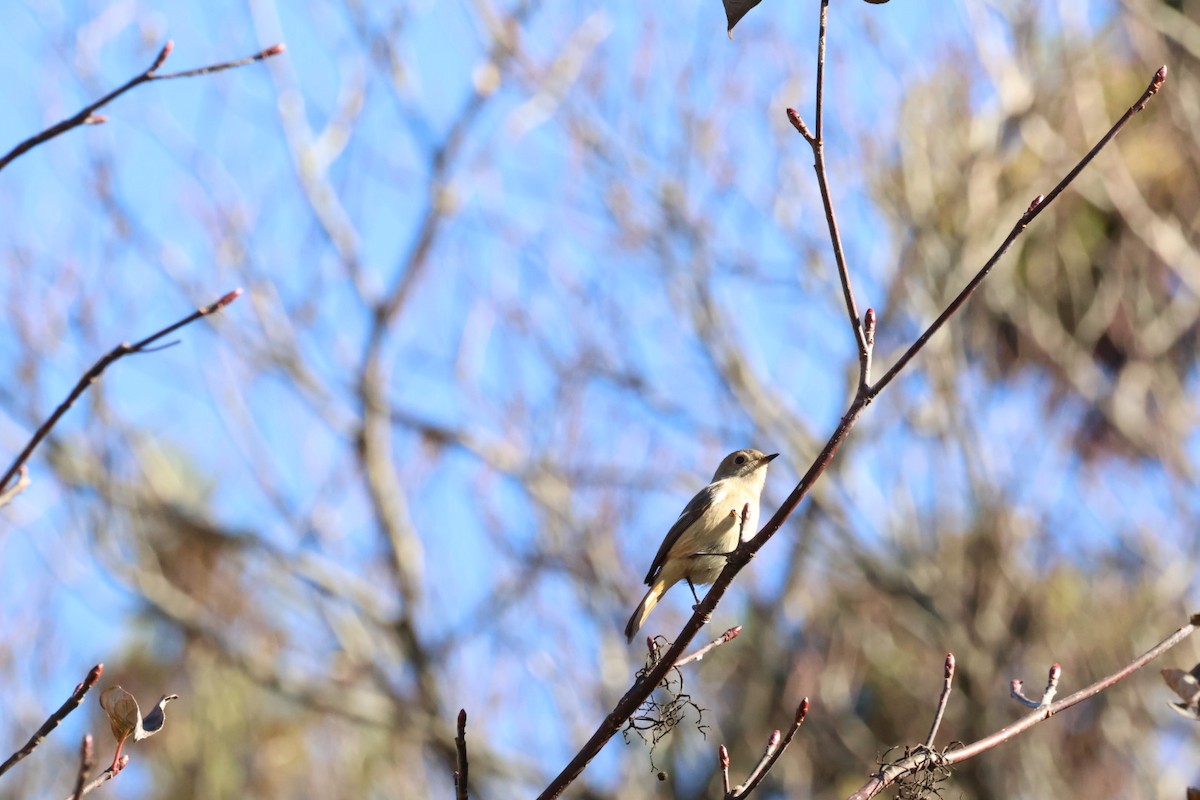 aurorarødstjert - ML646614137