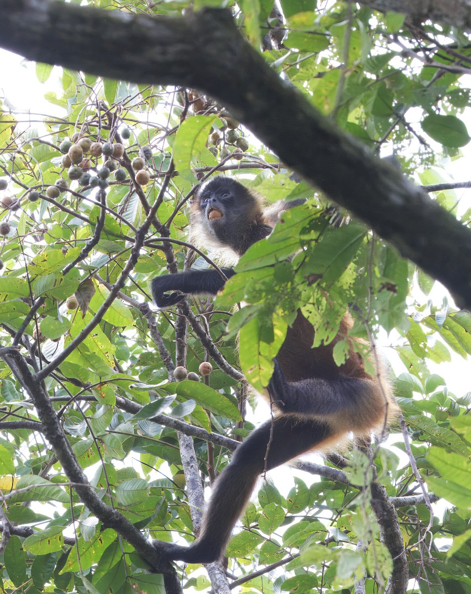 Central American Spider Monkey - ML646614138