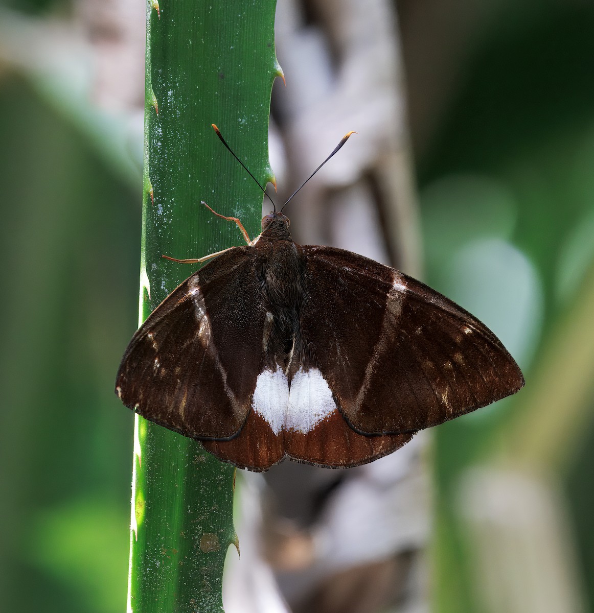 Screwworm - ML646614139