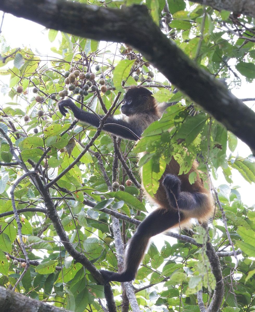 Central American Spider Monkey - ML646614140