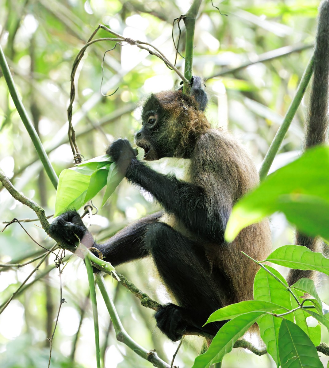 Central American Spider Monkey - ML646614141