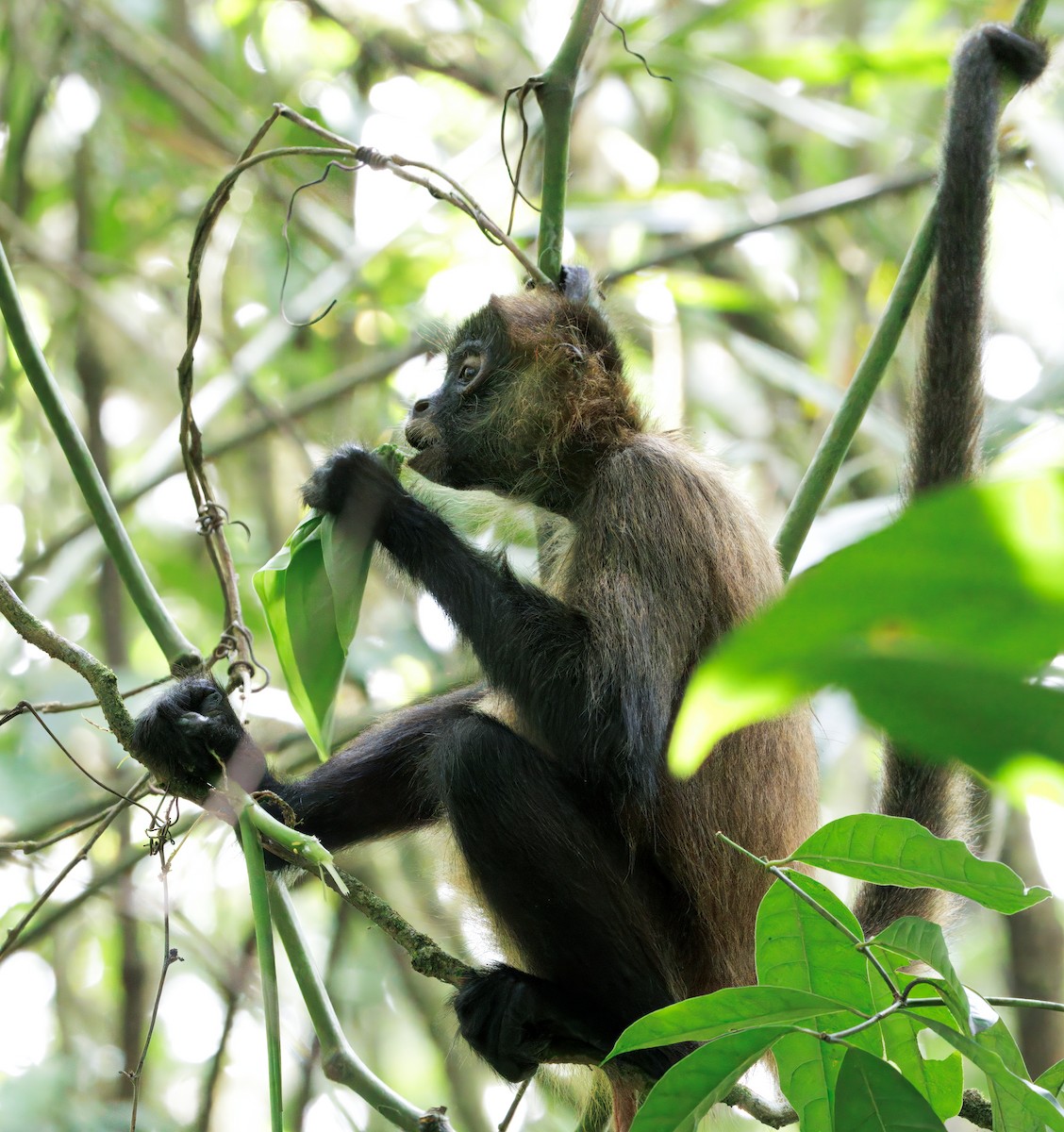 Central American Spider Monkey - ML646614142