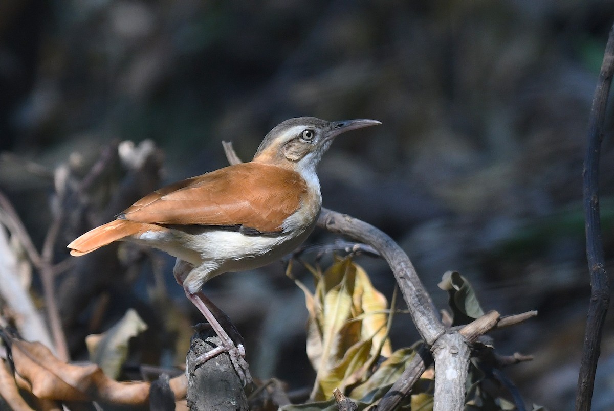 kanelryggovnfugl - ML646614144