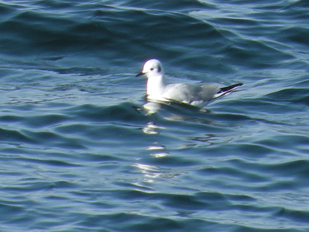 Bonaparte's Gull - ML646614145