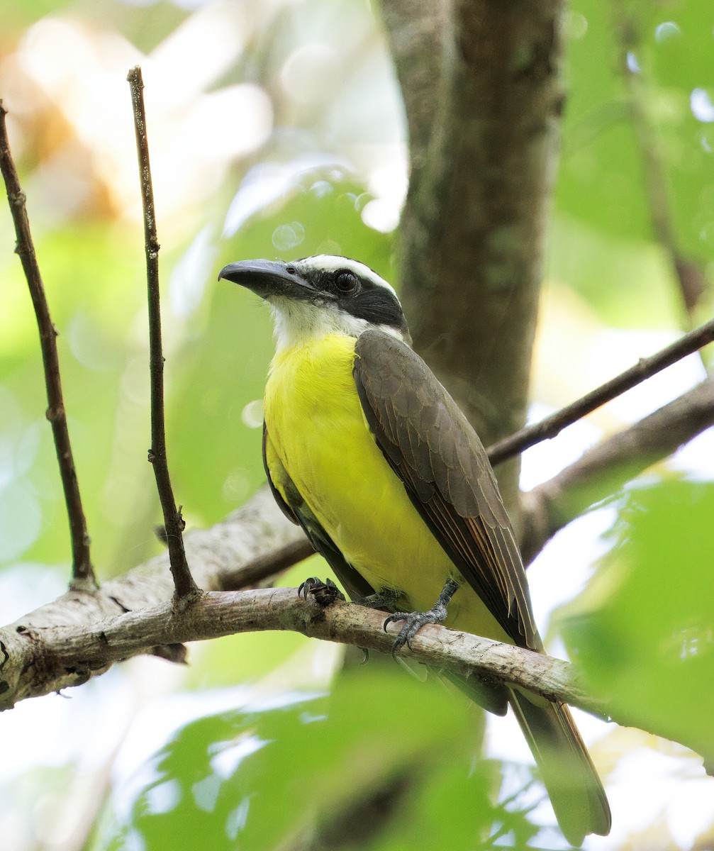 Boat-billed Flycatcher - ML646614148