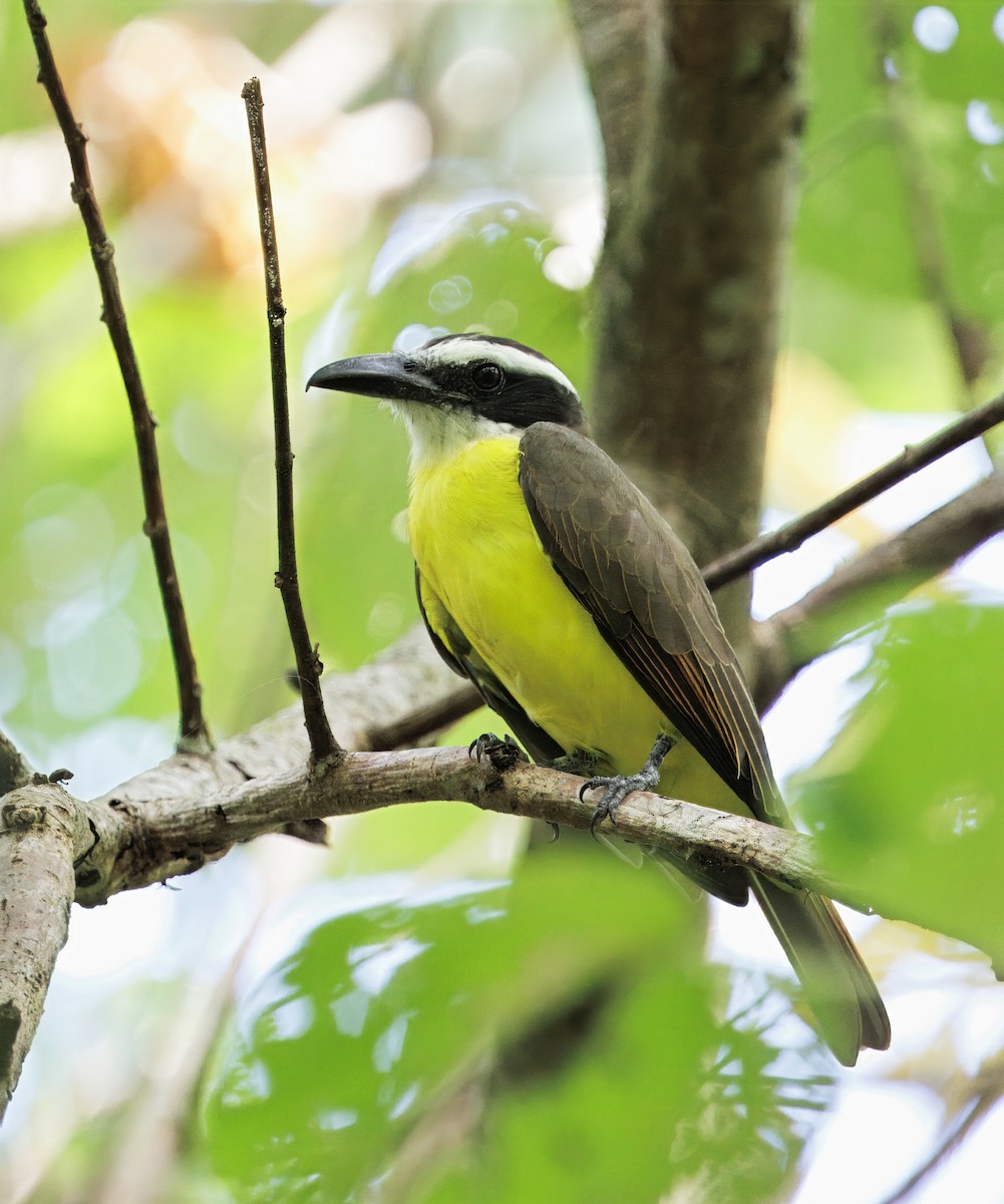 Boat-billed Flycatcher - ML646614149