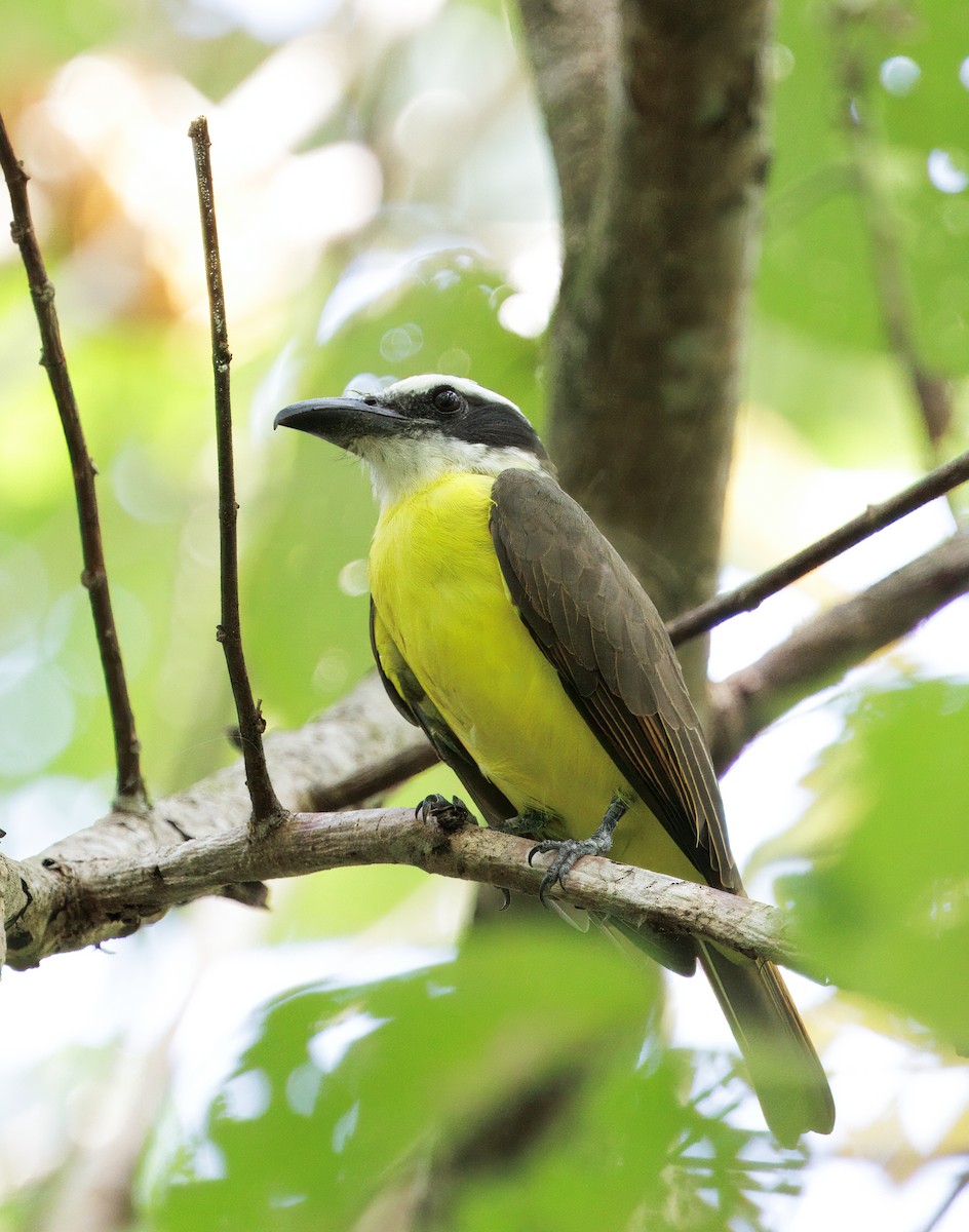 Boat-billed Flycatcher - ML646614150