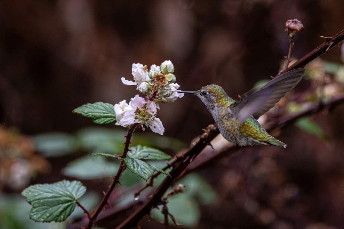 Colibrí de Anna - ML646614151