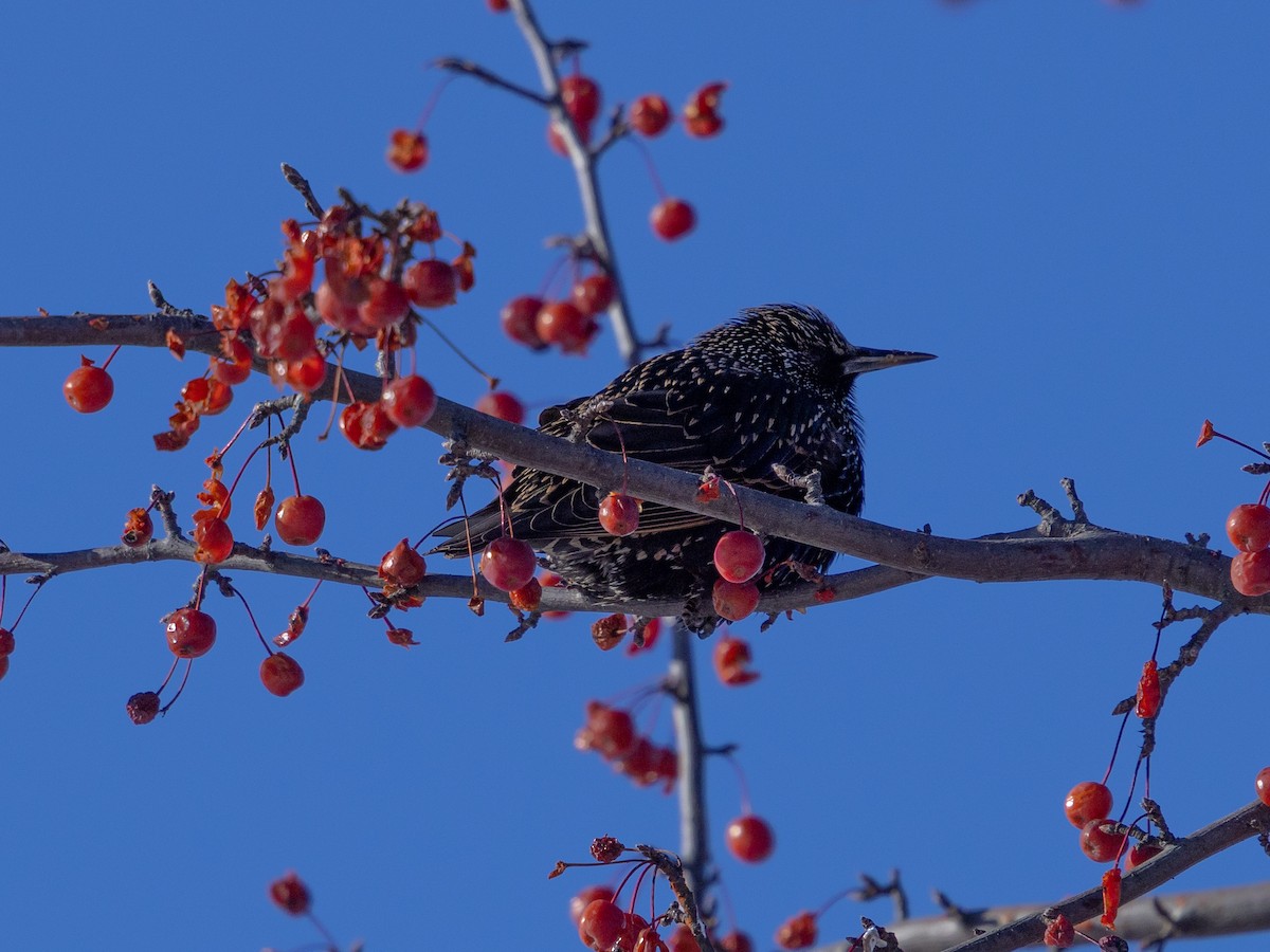 European Starling - ML646614152