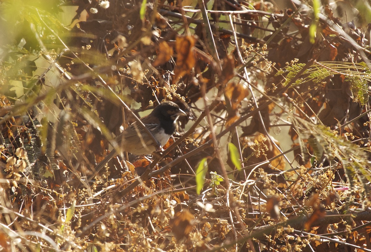 Black-chested Sparrow - ML646614153