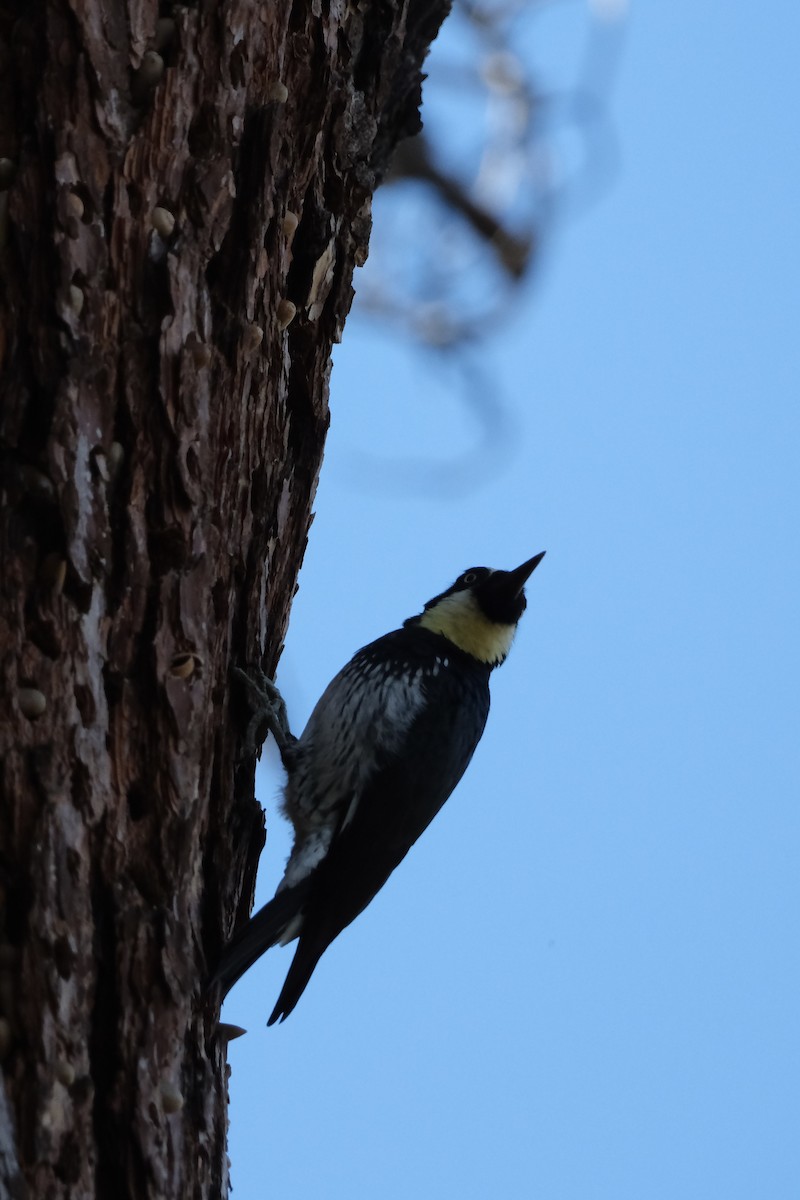 Acorn Woodpecker - ML646614156