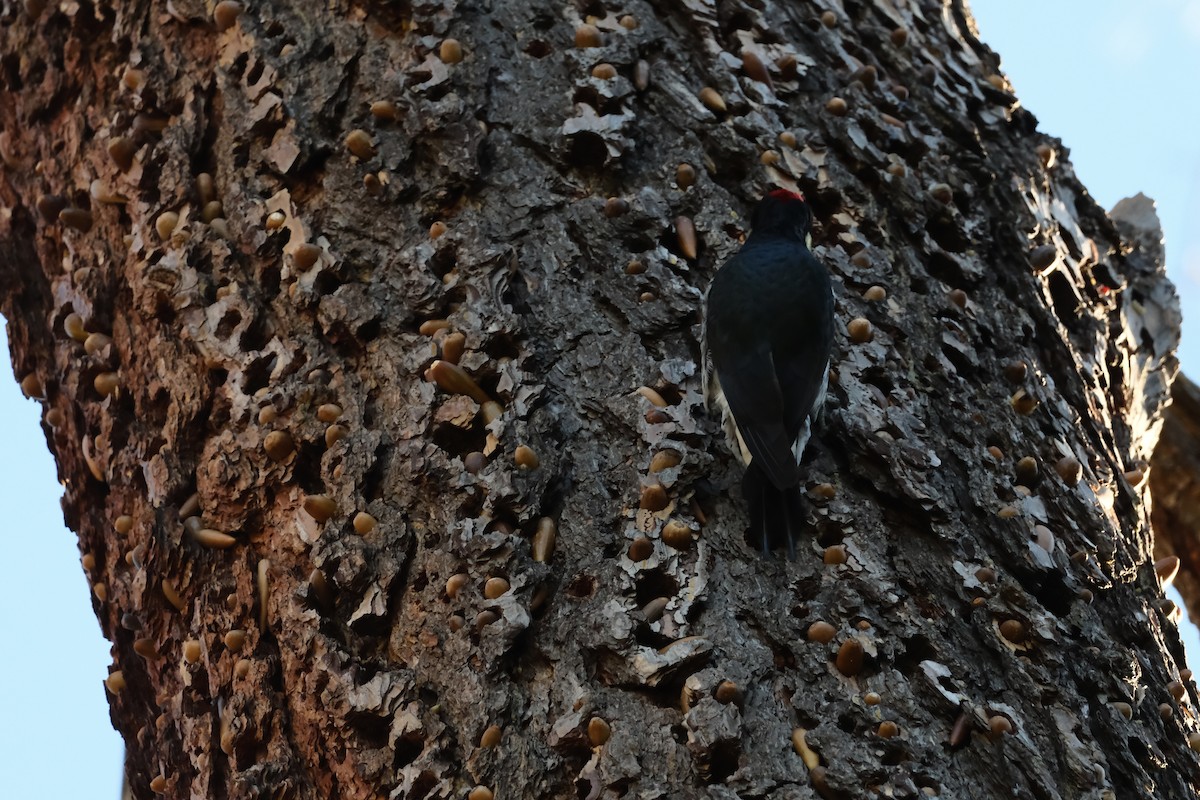 Acorn Woodpecker - ML646614160