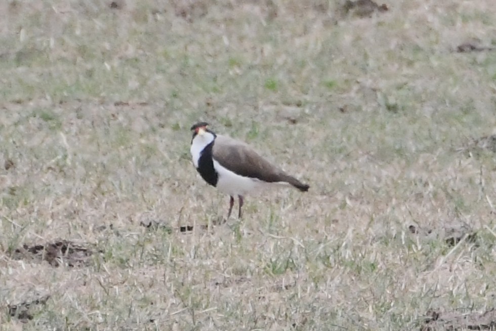 Banded Lapwing - ML646614161