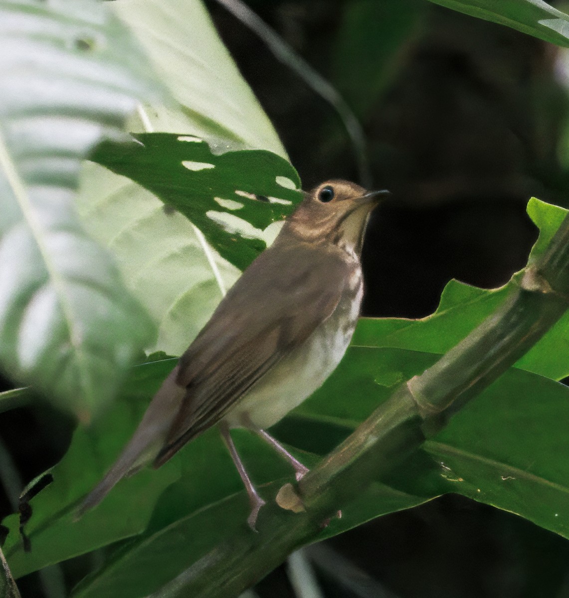 Swainson's Thrush - ML646614162