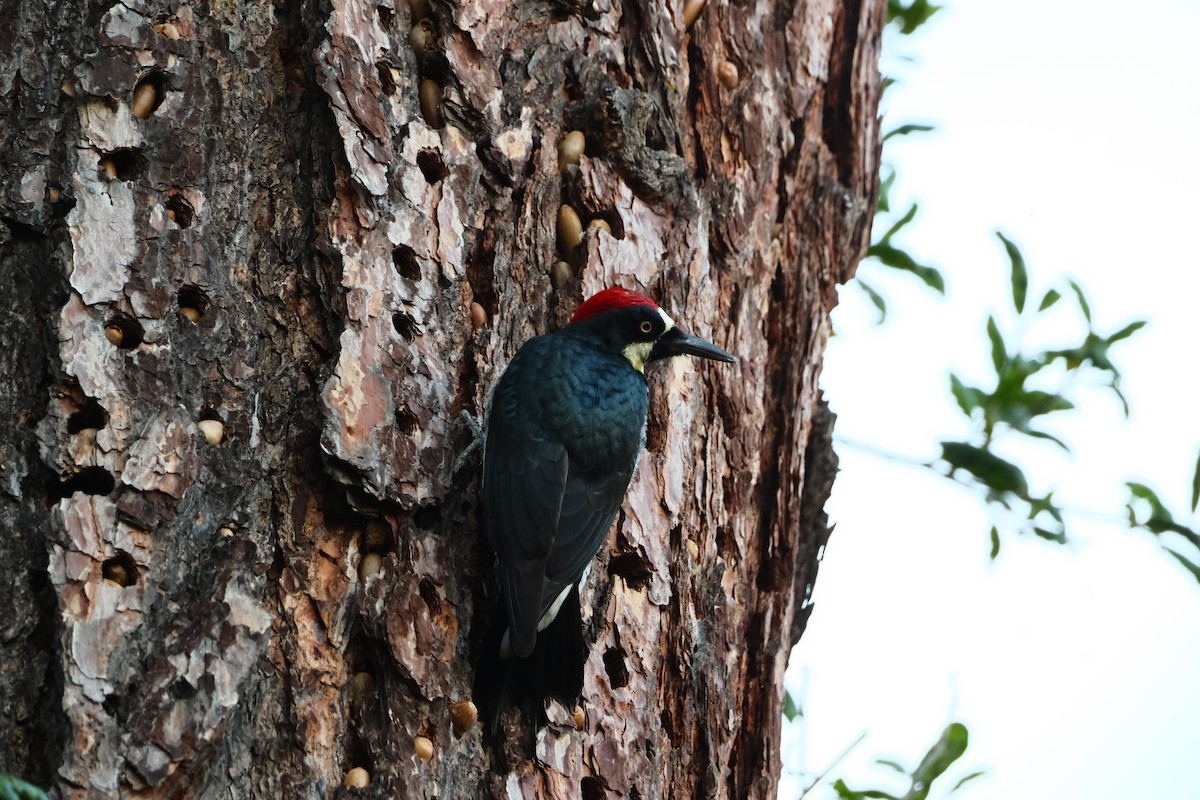 Acorn Woodpecker - ML646614163