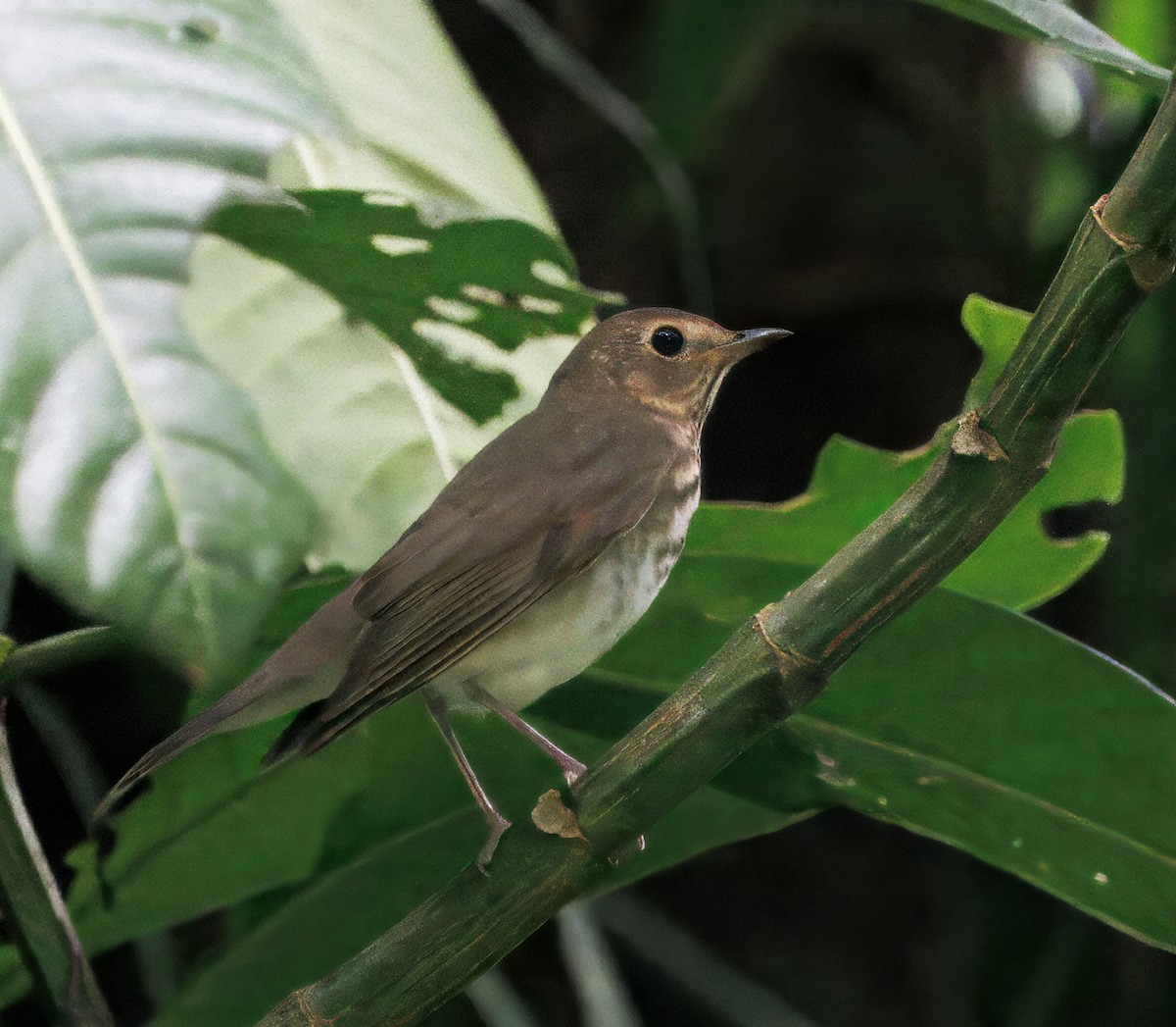 Swainson's Thrush - ML646614164