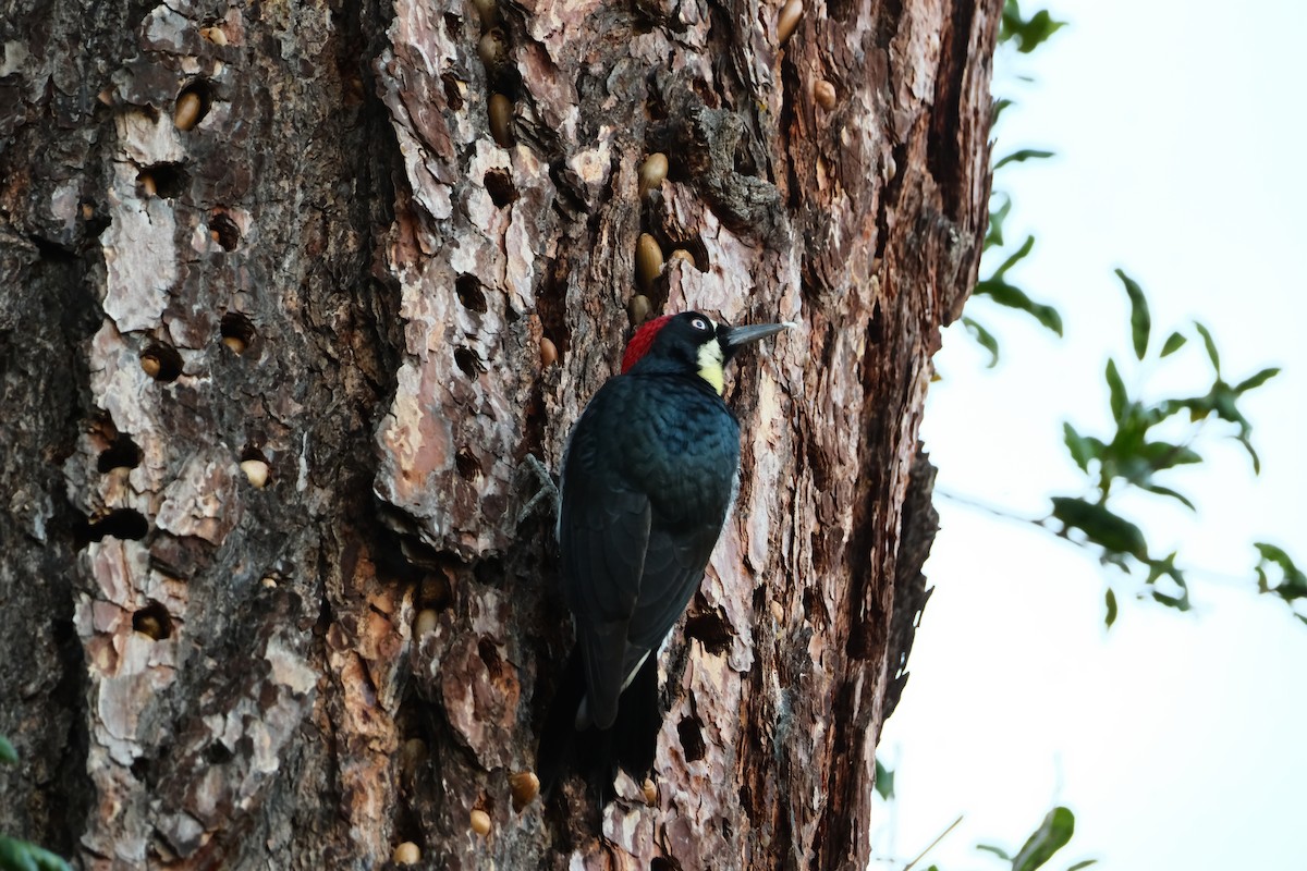 Acorn Woodpecker - ML646614165