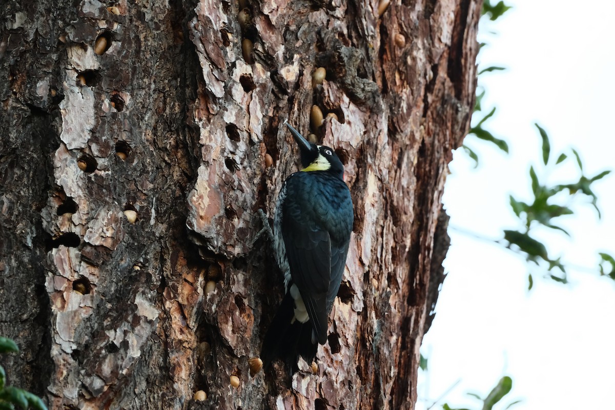 Acorn Woodpecker - ML646614166