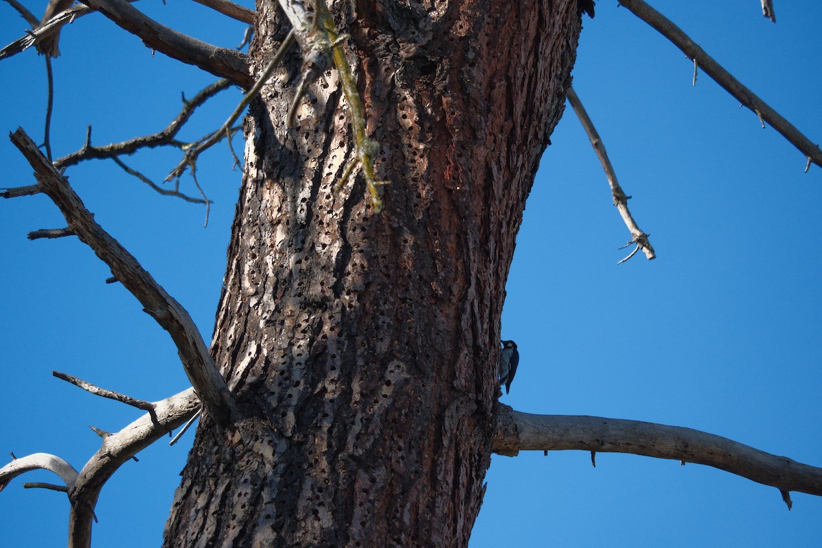 Acorn Woodpecker - ML646614167