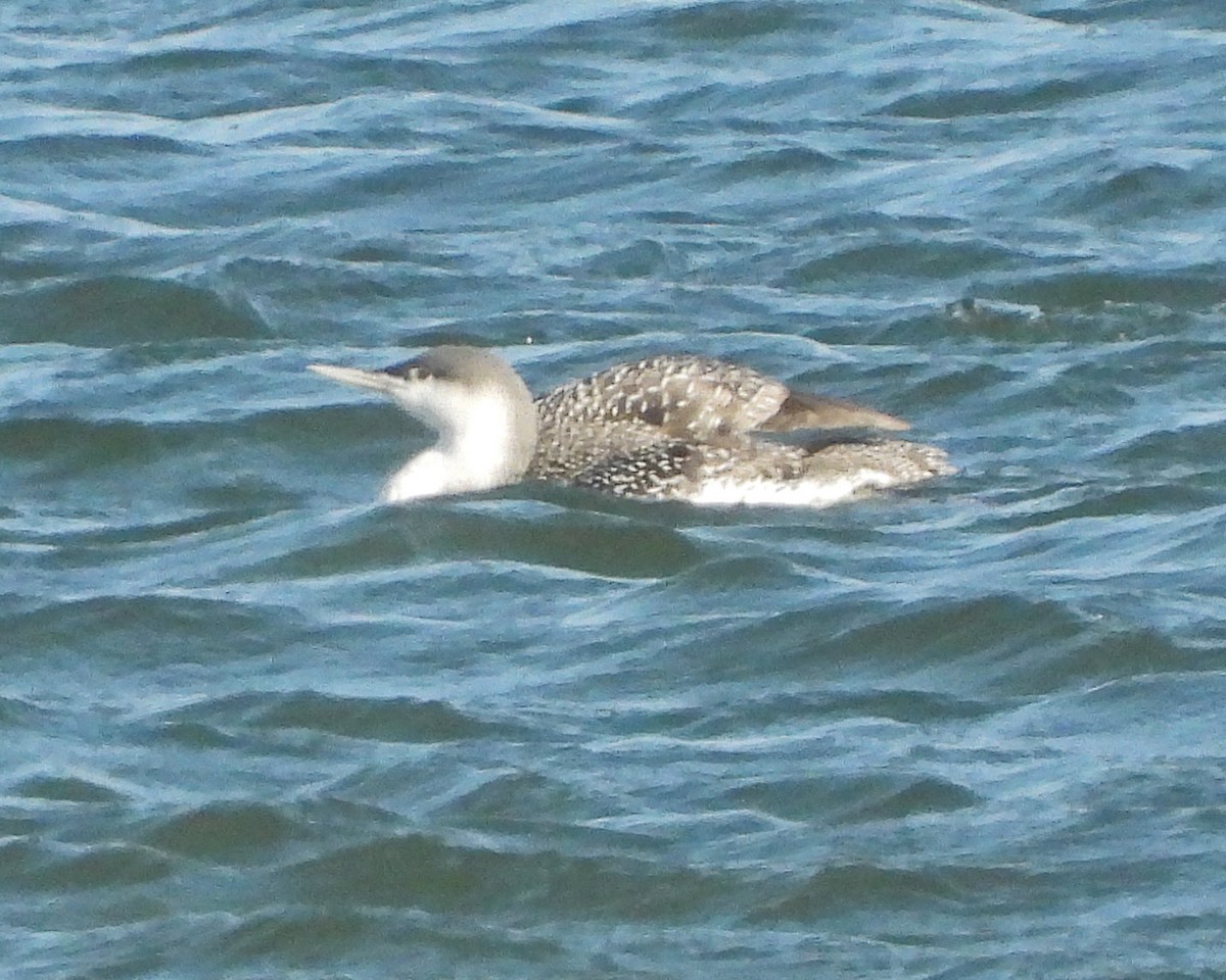 Red-throated Loon - ML646614168