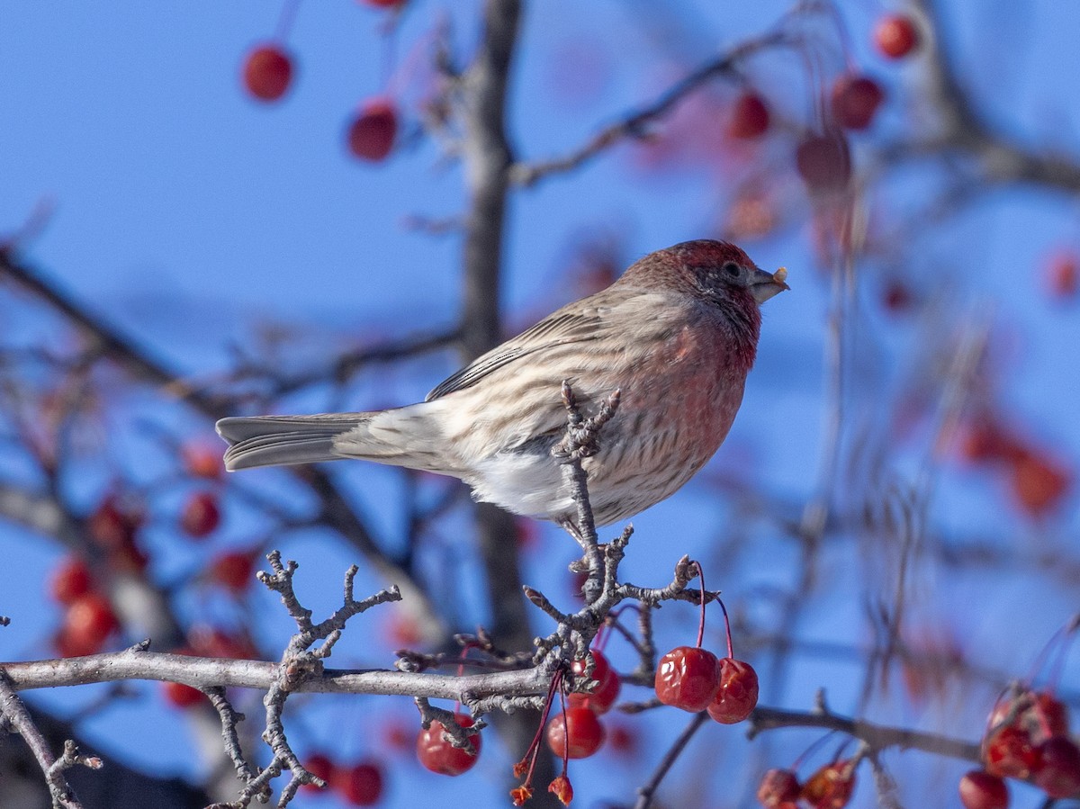 House Finch - ML646614169