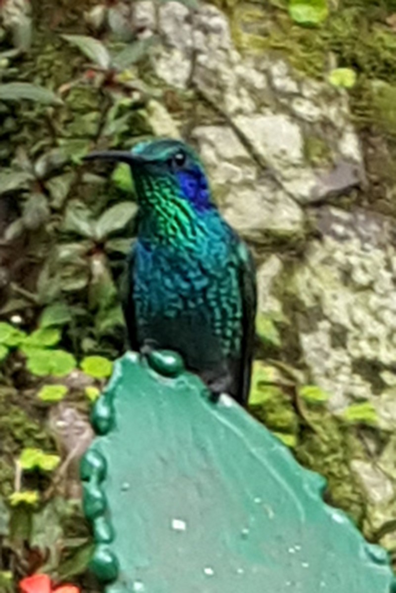 Lesser Violetear - ML646614171