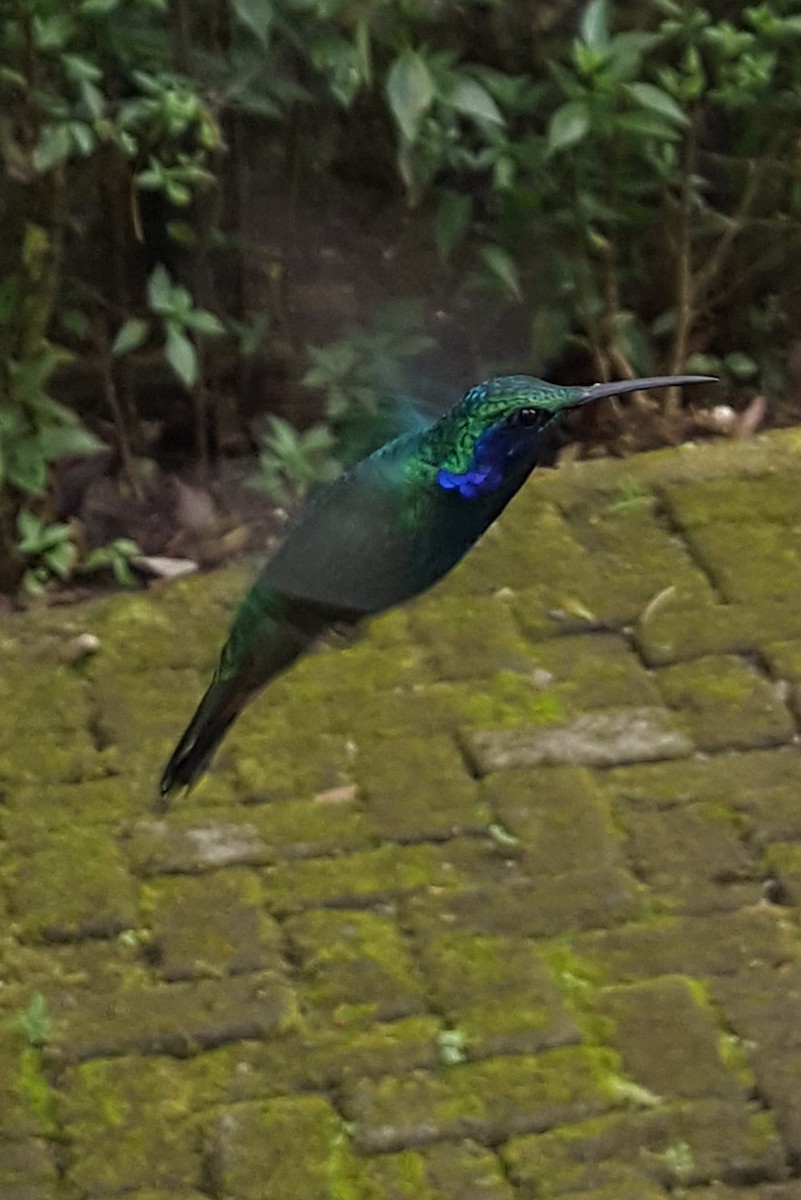 Lesser Violetear - ML646614172