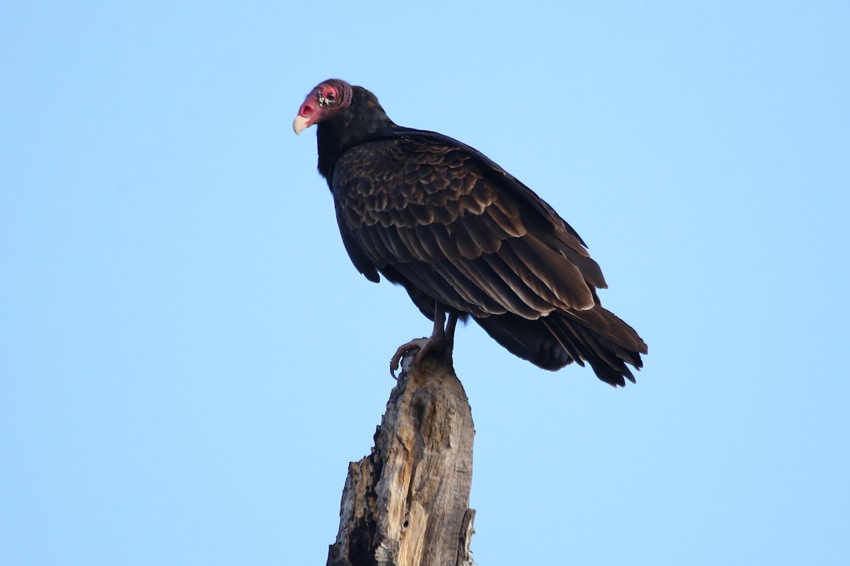 Turkey Vulture - ML646614173