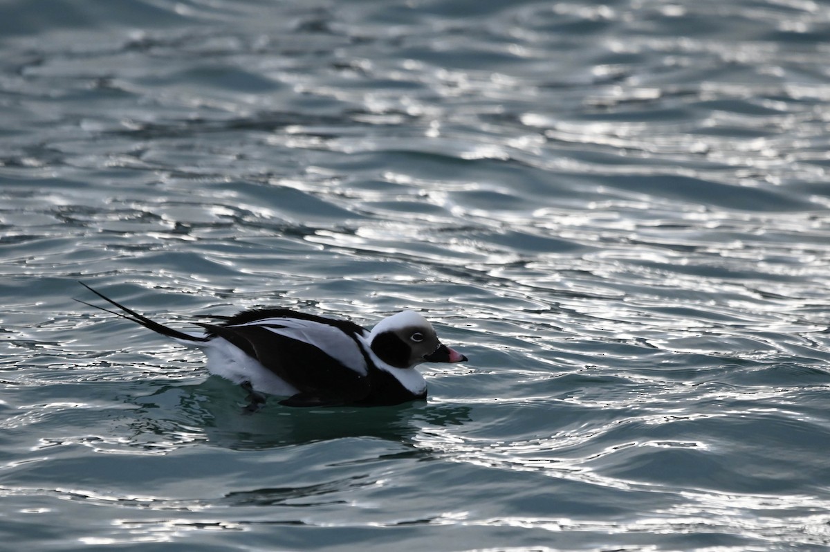 Long-tailed Duck - ML646614174