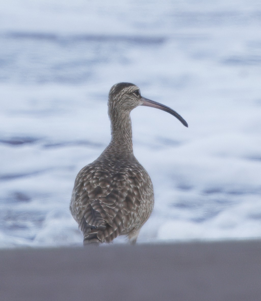 Hudsonian Whimbrel - ML646614175