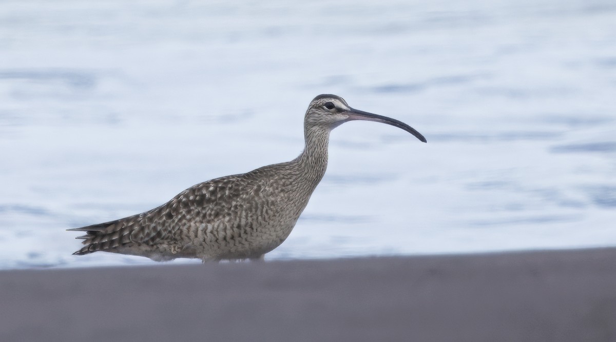 Hudsonian Whimbrel - ML646614176